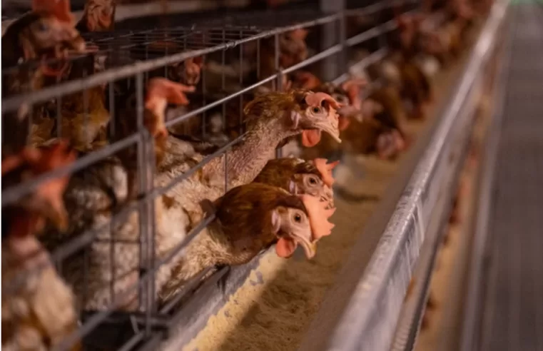 Alerta vermelho no agro: China suspende compra de frango e expõe dependência bolsonarista no comércio exterior