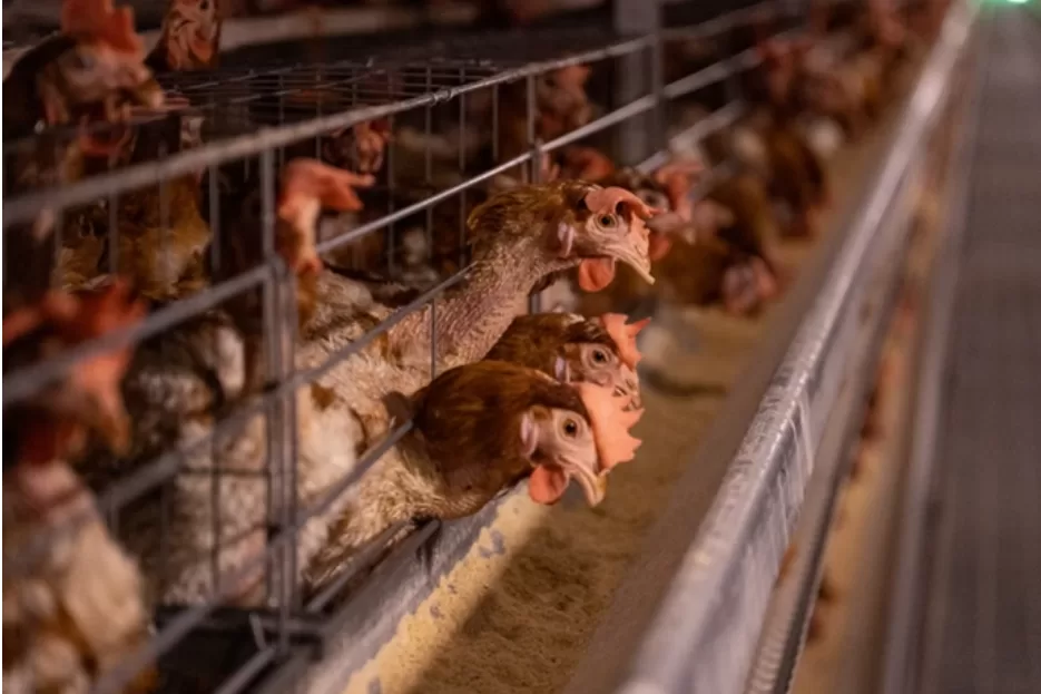 Alerta vermelho no agro: China suspende compra de frango e expõe dependência bolsonarista no comércio exterior