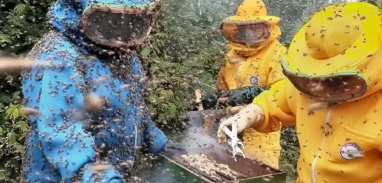 Tarifa de Trump trava 95 toneladas de mel piauiense no porto do Ceará
