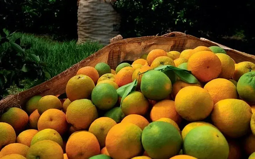 Tarifaço de Trump põe setor de cítricos em risco, alerta jornal da Flórida