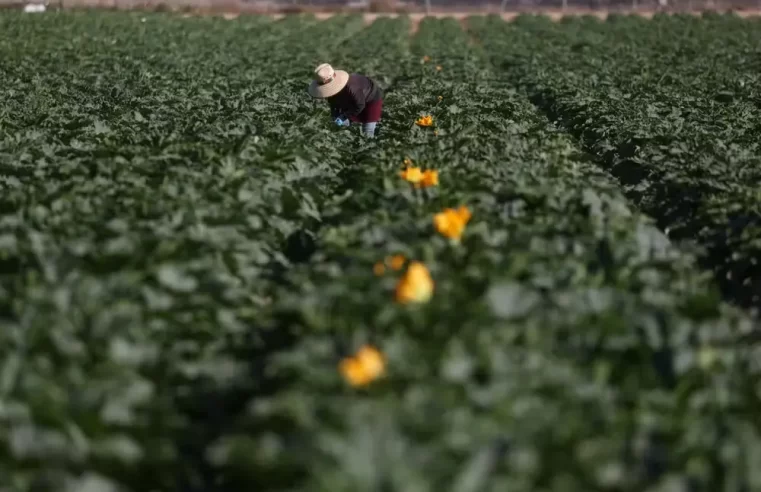 Trump expulsão em massa de trabalhadores rurais provoca prejuízo bilionário ao agro dos EUA