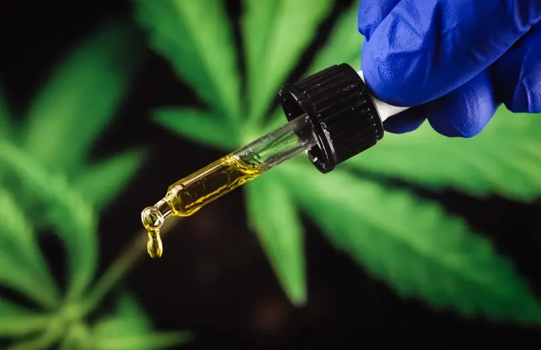 Extrato de cannabis mostra eficácia contra dor lombar crônica e abre debate sobre política de saúde