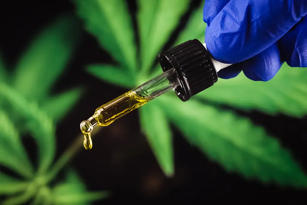 Extrato de cannabis mostra eficácia contra dor lombar crônica e abre debate sobre política de saúde