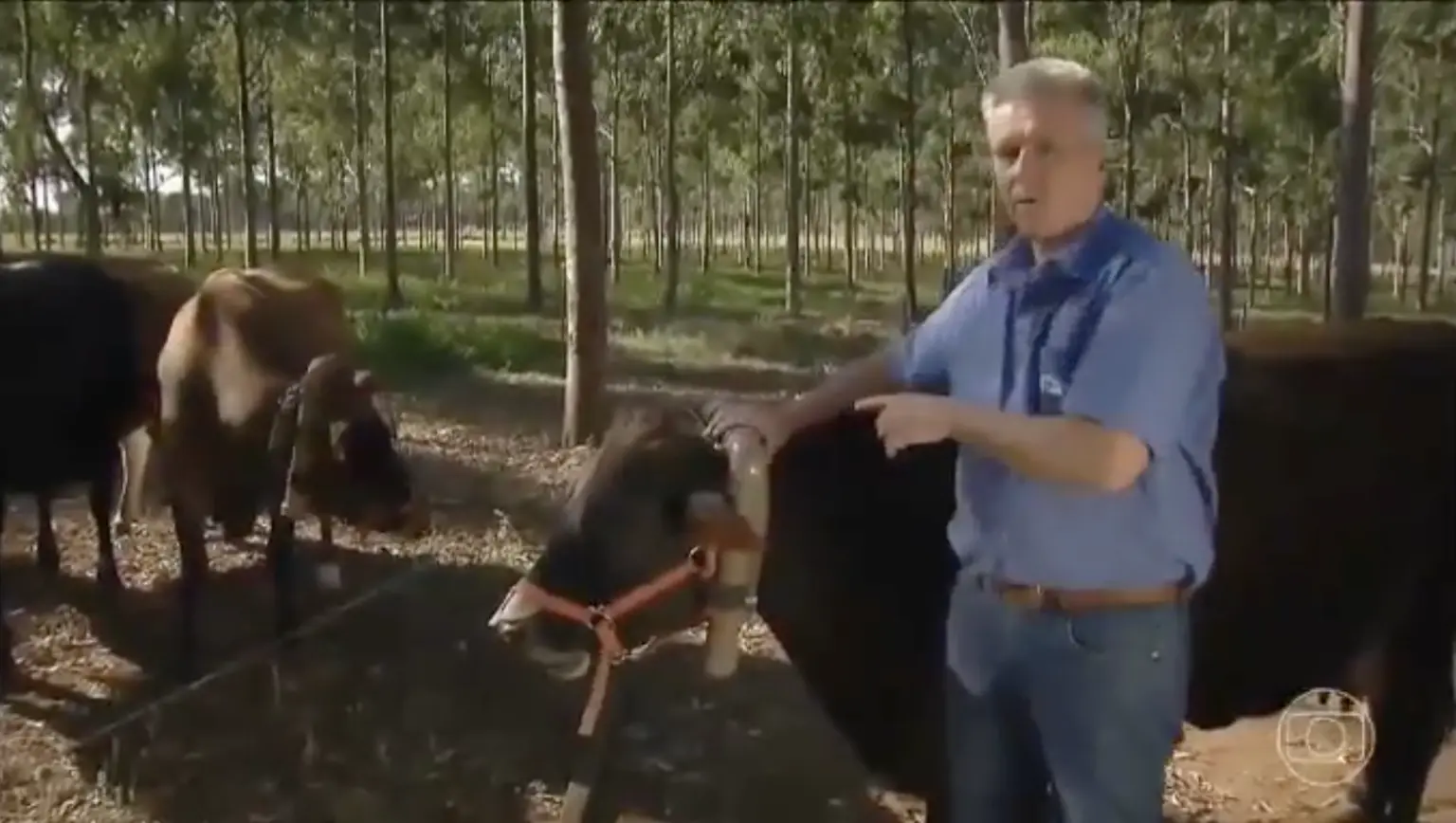 TV Globo exibe matéria sobre arroto de gado exatamente quando anuncia prisão de Jair Bolsonaro