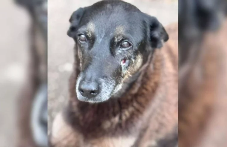 Caso Orelha: polícia monta esquema especial de segurança para chegada de investigados dos EUA