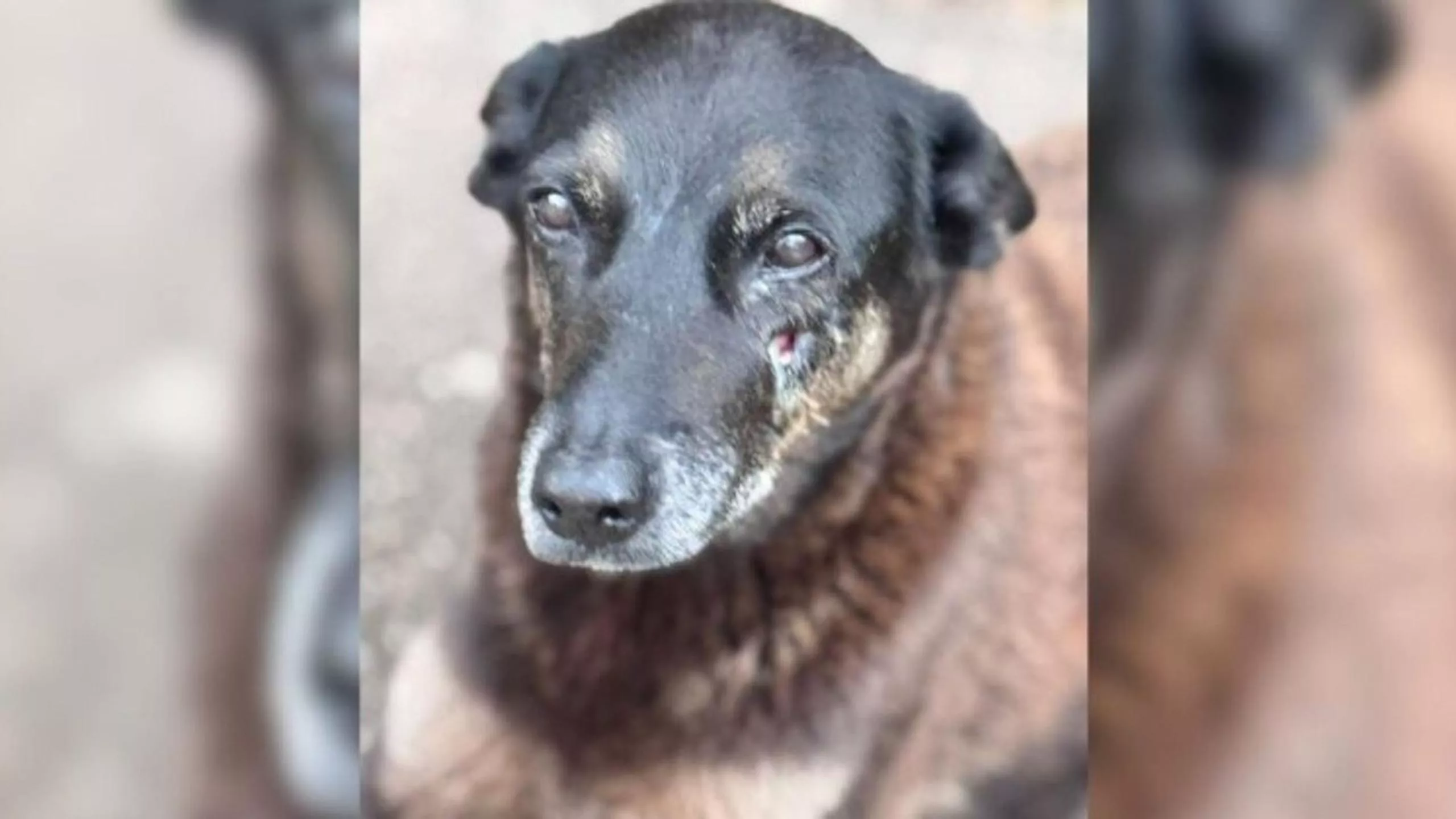 Caso Orelha: polícia monta esquema especial de segurança para chegada de investigados dos EUA